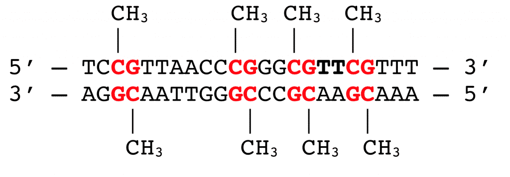 What_-is_DNA_Methylation_figure_1-1024x357