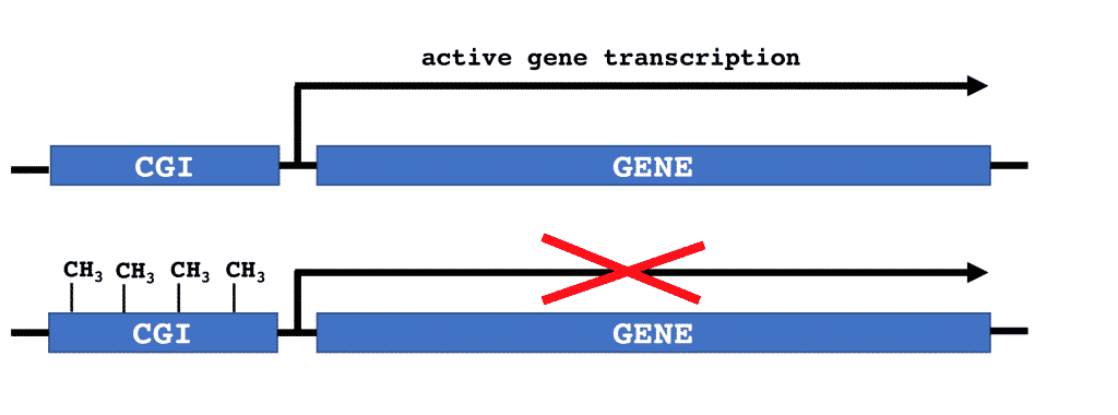 What_-is_DNA_Methylation_figure_2-1024x380
